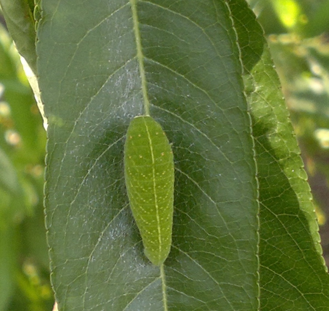 Bruco da identificare (Iphiclides podalirius )